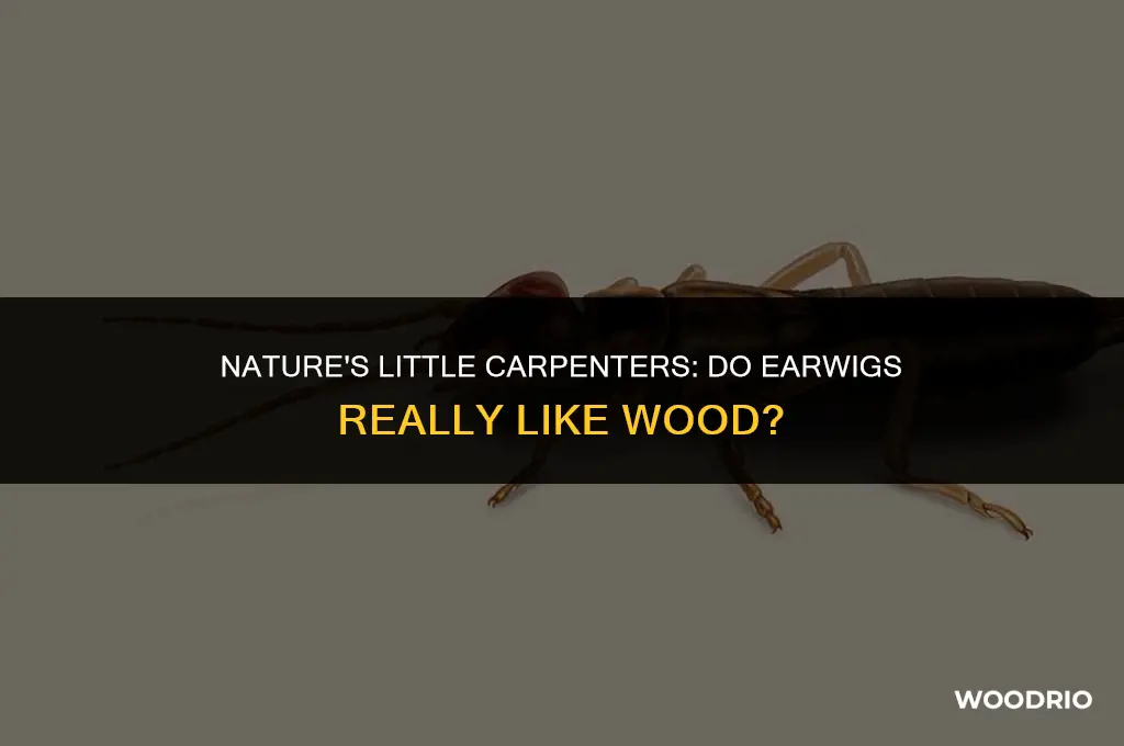 do earwigs like wood