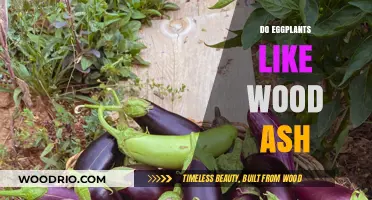 Nurturing Eggplants: The Benefits of Wood Ash in Your Garden