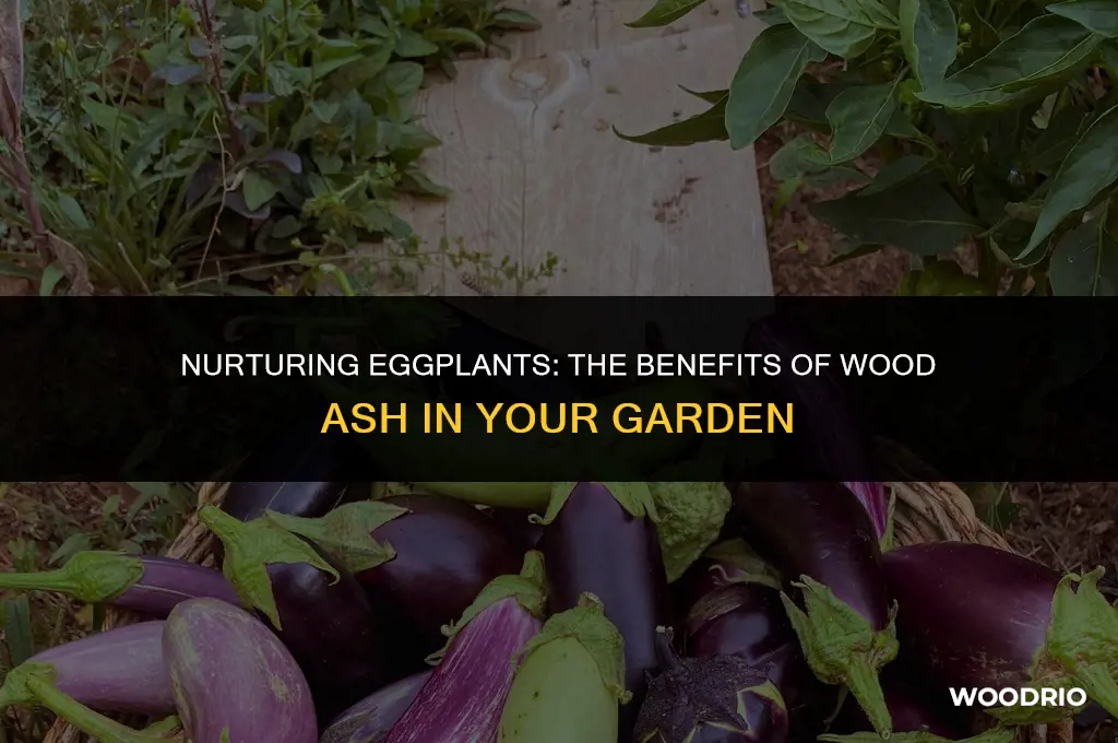 do eggplants like wood ash