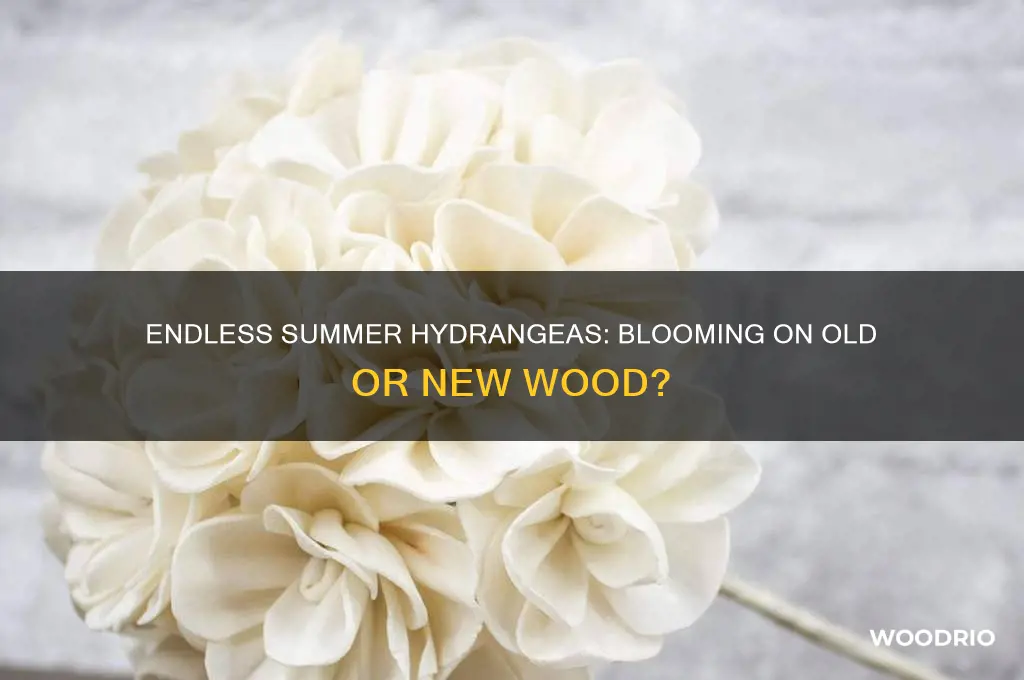 do endless summer hydrangeas bloom on old or new wood