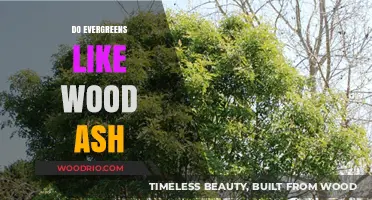 Nurturing Evergreens: The Benefits of Wood Ash for Healthy Growth