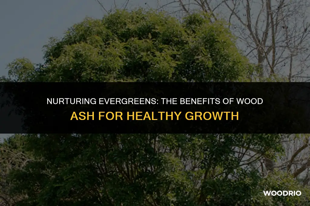 do evergreens like wood ash