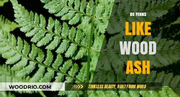 Nurturing Ferns: The Benefits and Risks of Using Wood Ash