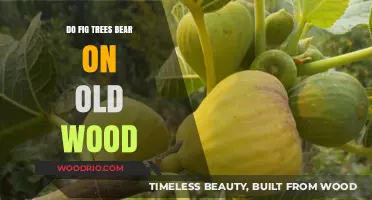Do Fig Trees Bear Fruit on Old Wood? Exploring Growth Habits
