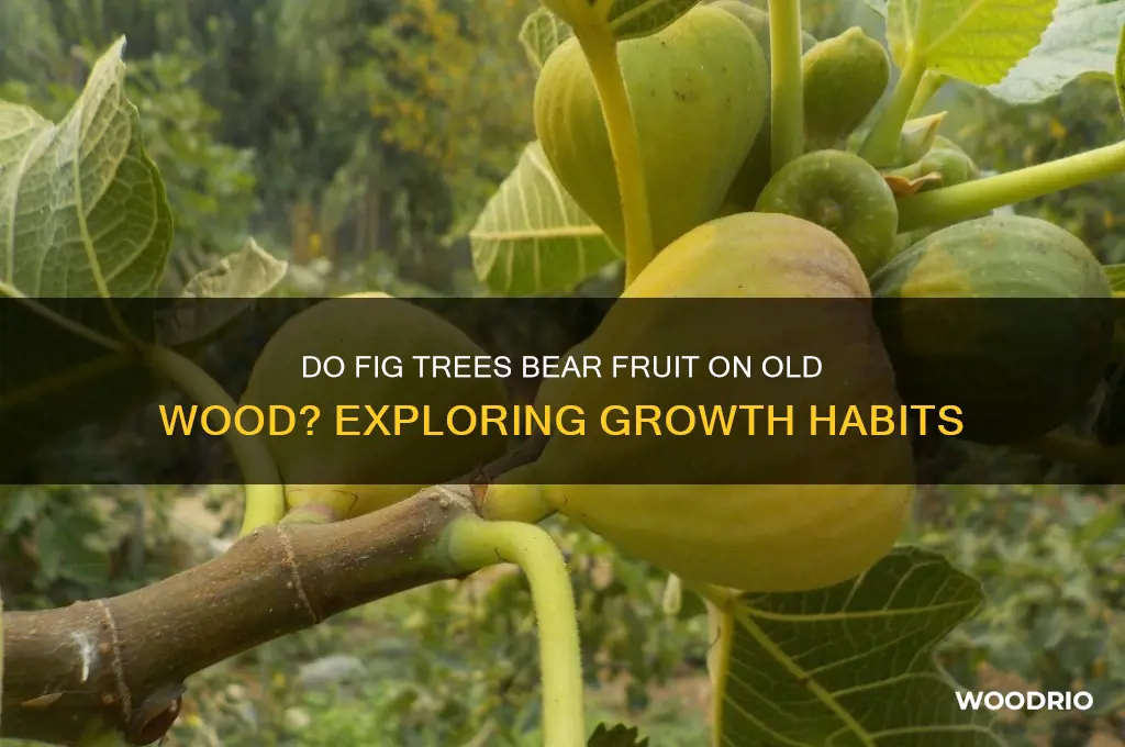 do fig trees bear on old wood
