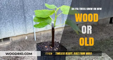 Fig Tree Growth Secrets: New Wood vs. Old Wood Explained