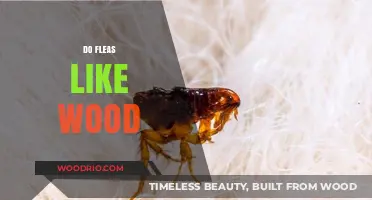 Exploring Fleas' Preferences: Do They Really Like Wood?