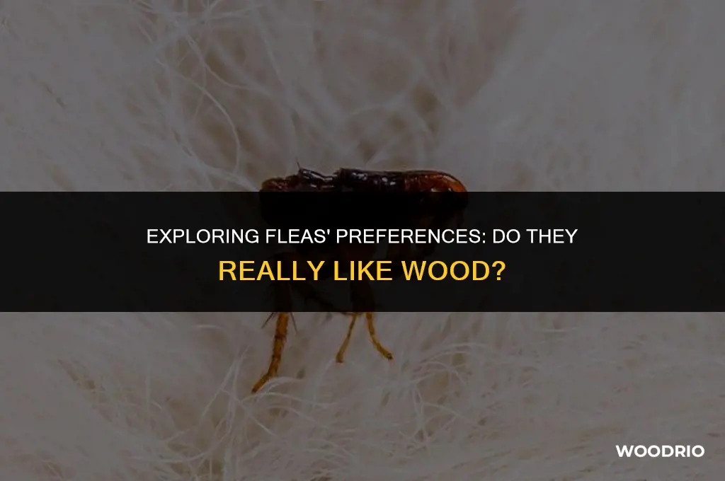 do fleas like wood