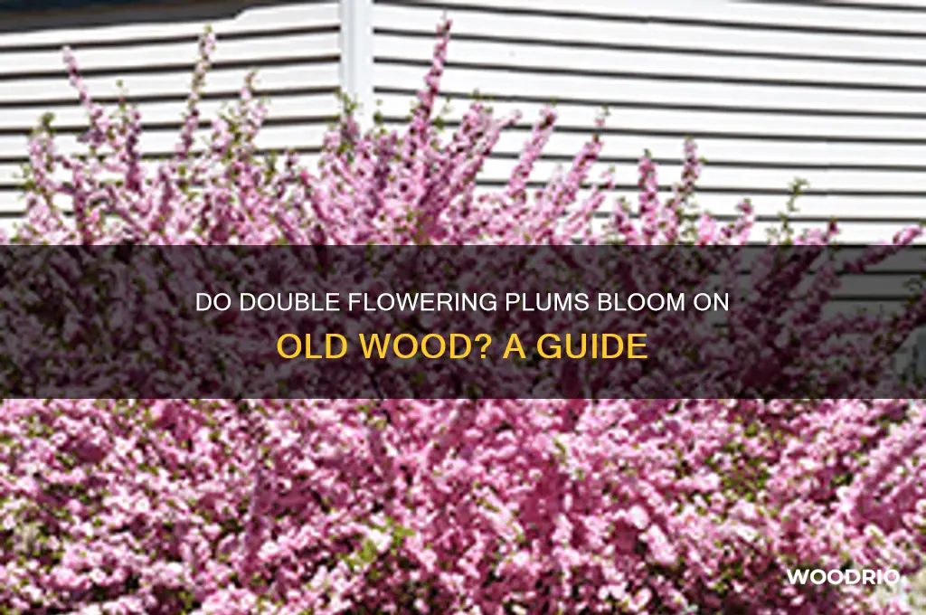 do flowerdo double flowering plums bloom on old wood