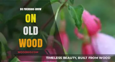 Do Fuchsias Thrive on Old Wood? Unveiling the Growth Secrets