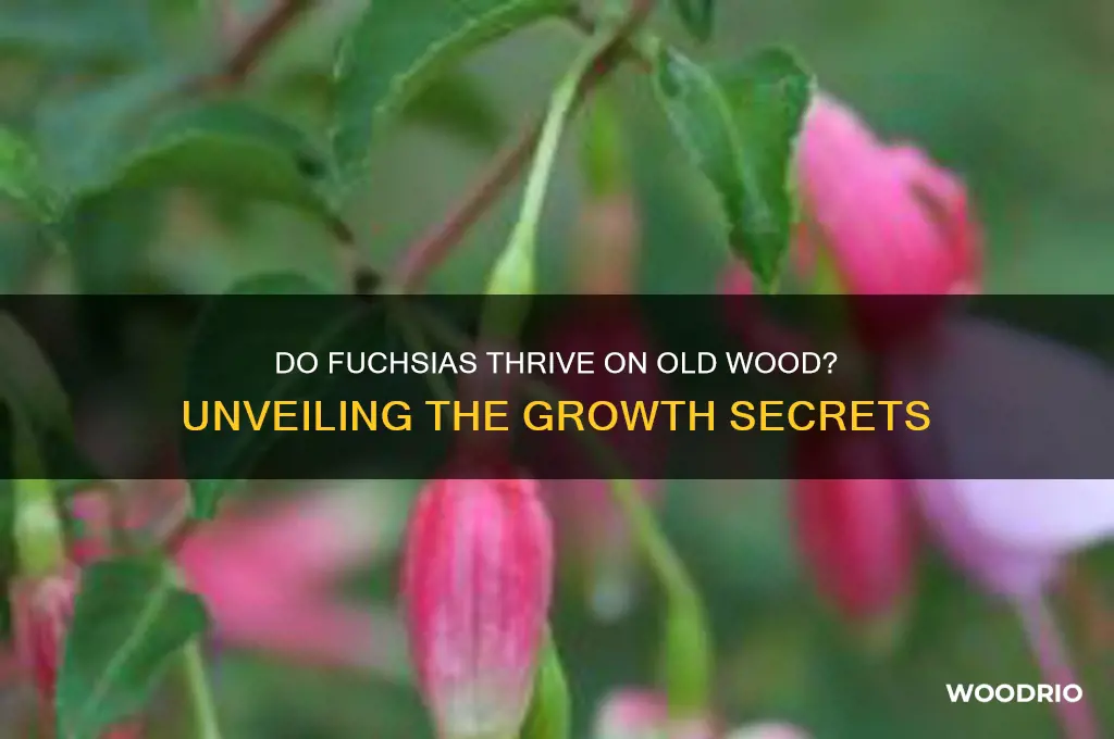 do fuchsias grow on old wood