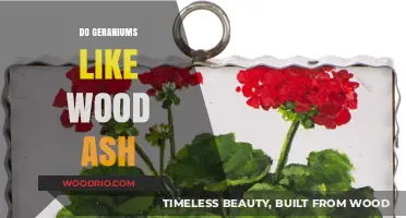 Nurturing Geraniums: The Benefits of Wood Ash in Gardening