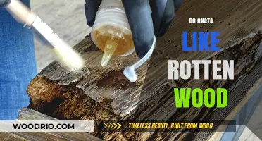 Nature's Cleanup Crew: Do Gnats Really Like Rotten Wood?