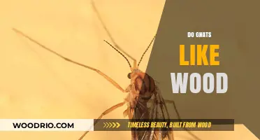 Wood's Appeal to Gnats: A Surprising Attraction Explained