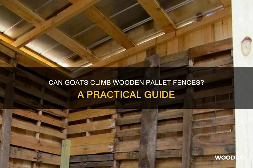 do goats climb wooden pallet fencing