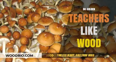 Exploring the Affinity of Golden Teachers for Wood: A Mycological Insight