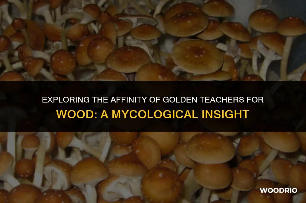 do golden teachers like wood