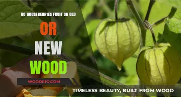 Gooseberry Fruiting Secrets: Old Wood vs. New Wood Explained
