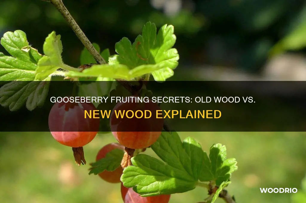 do gooseberries fruit on old or new wood