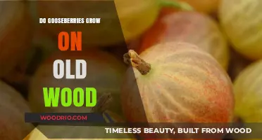 Do Gooseberries Grow on Old Wood? Uncovering the Truth