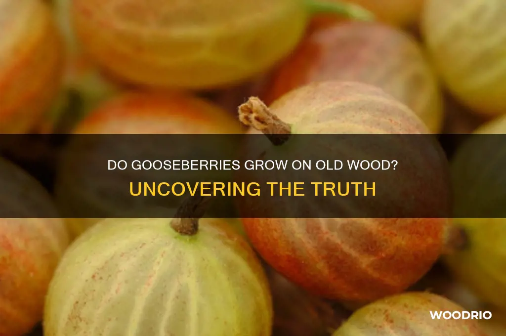 do gooseberries grow on old wood
