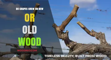 Grapes on New vs. Old Wood: Unraveling the Growth Mystery