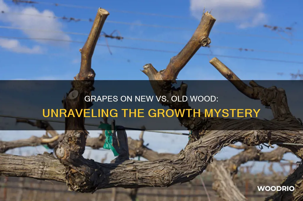 do grapes grow on new or old wood