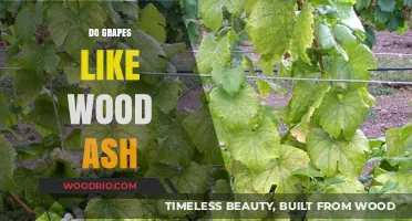 Exploring the Benefits of Wood Ash for Grapevines: A Sustainable Approach