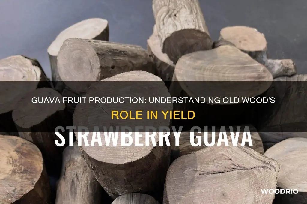 do guavas fruit on old wood