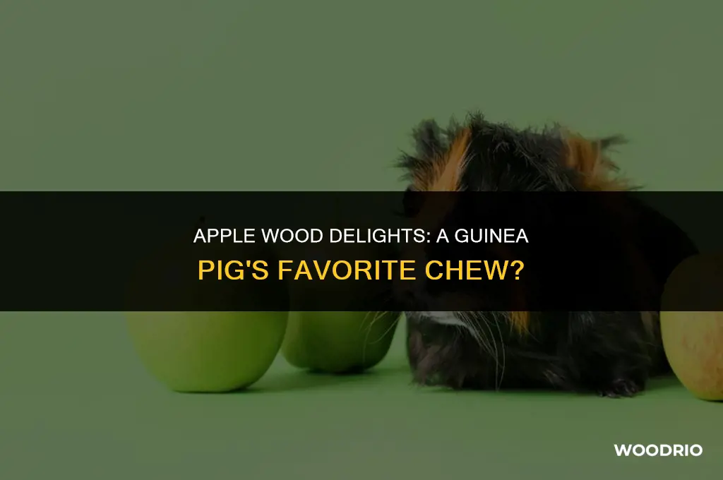 do guinea pigs like apple wood