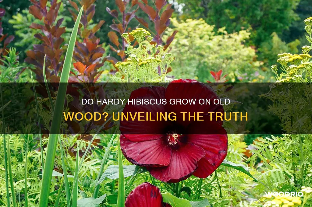 do hardy hibiscus grow on old wood