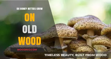 Do Honey Mushrooms Thrive on Aging Wood? Unveiling the Truth