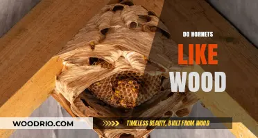 Nature's Carpenters: The Intriguing Relationship Between Hornets and Wood