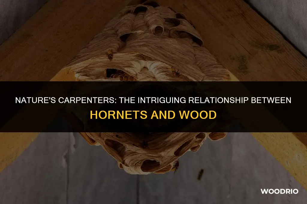 do hornets like wood