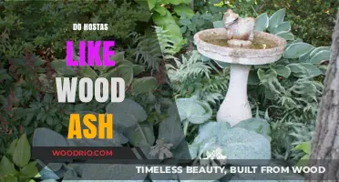 Nurturing Hostas: The Benefits and Risks of Using Wood Ash