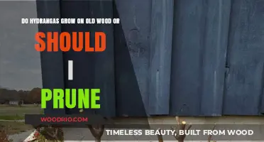 Hydrangea Pruning Guide: Old Wood Growth Secrets Revealed