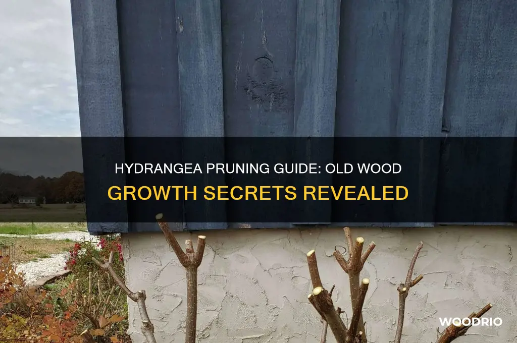 do hydrangas grow on old wood or should i prune