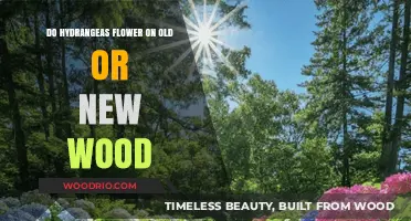 Hydrangeas: Blooming on Old or New Wood Explained