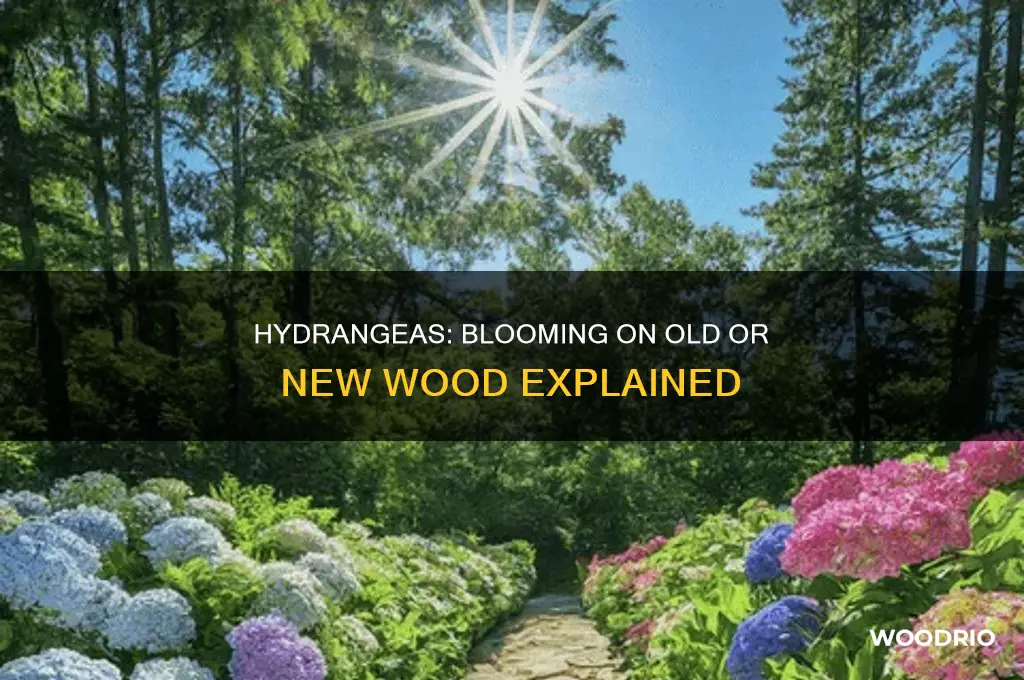 do hydrangeas flower on old or new wood