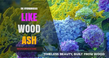 Nurturing Hydrangeas: The Benefits and Risks of Using Wood Ash