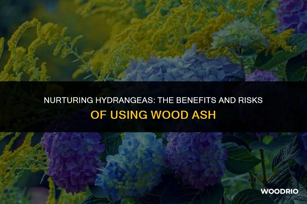 do hydrangeas like wood ash