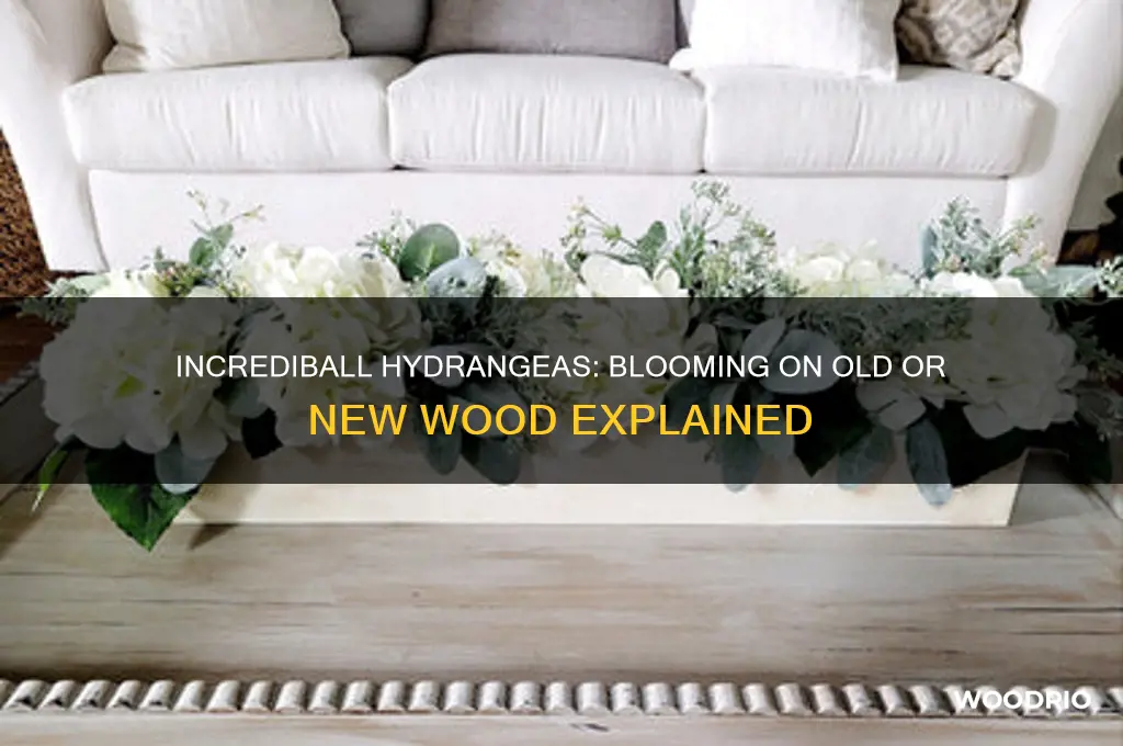 do incrediball hydrangeas bloom on old or new wood