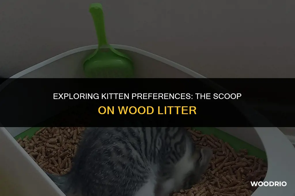 do kittens like wood litter