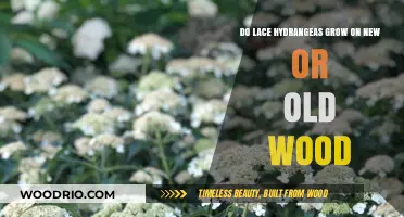 Lace Hydrangeas: New or Old Wood Growth Explained