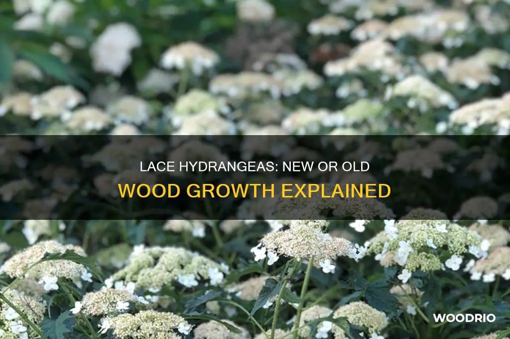 do lace hydrangeas grow on new or old wood