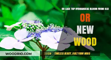 Lace Cap Hydrangeas: Blooming Secrets of Old vs. New Wood