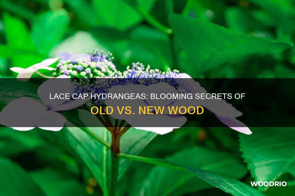 do lace top hydrangeas bloom from old or new wood