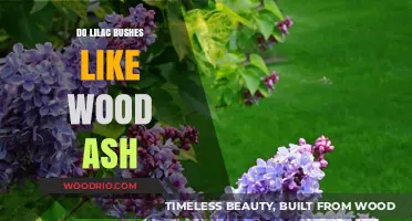 Nurturing Lilacs: The Benefits of Wood Ash for Healthy Growth