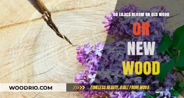 Lilacs Blooming Secrets: Old Wood vs. New Wood Explained