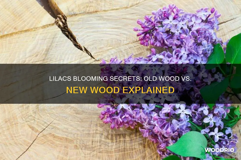 do lilacs bloom on old wood or new wood